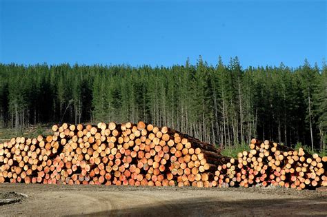 Download Forestry .